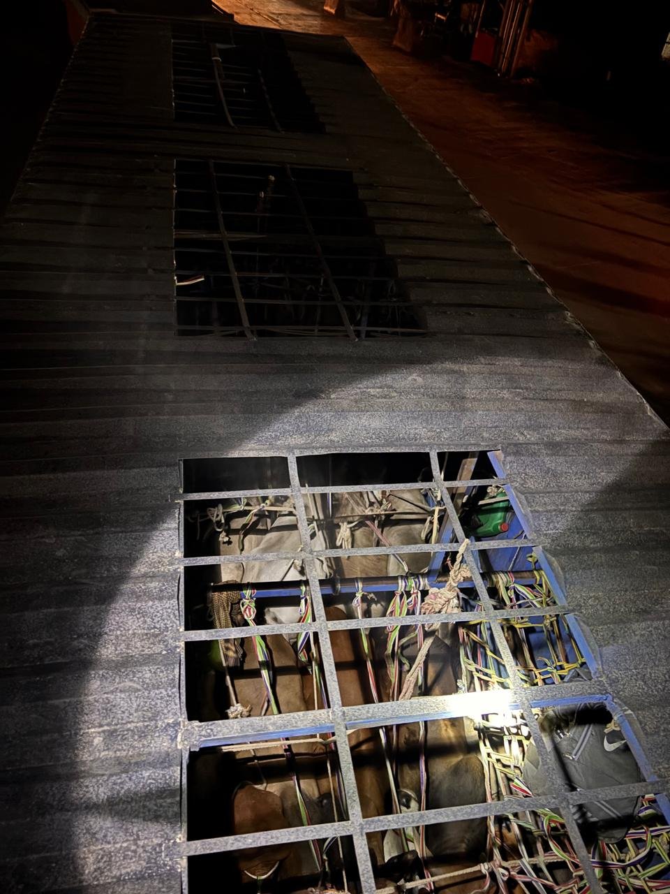 हिंदी समाचार |49 गाय लदा कंटेनर को गौ रक्षा...