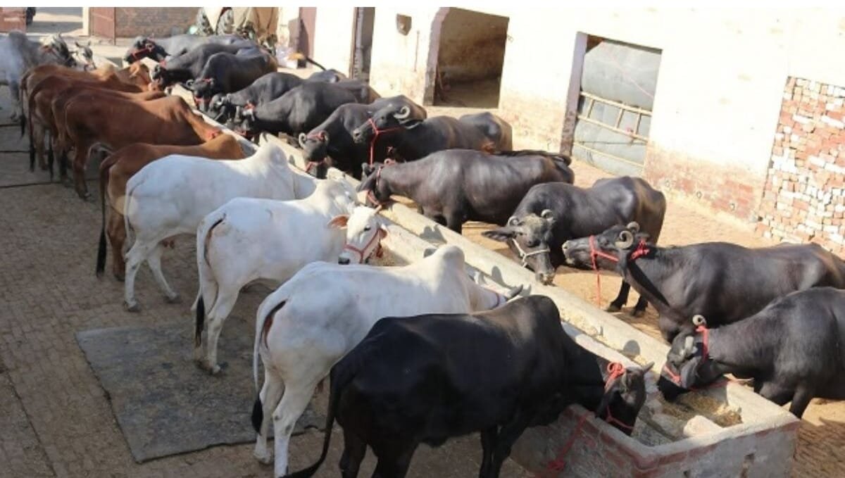 हिंदी समाचार |ठंड से किसान परेशान तो दुधारी...