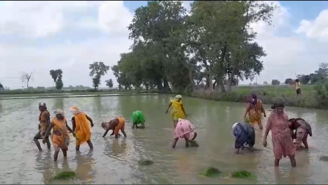 हिंदी समाचार | आदर्श किसान ने धान की पौधा...