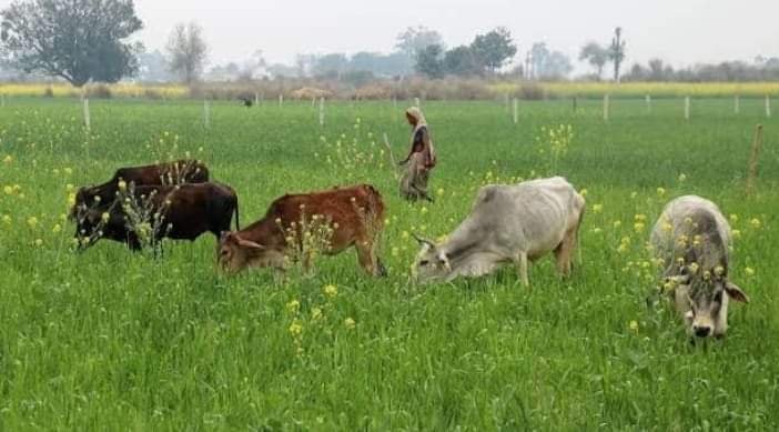 हिंदी समाचार |छुट्टा गोवंश होंगे विधानसभा...