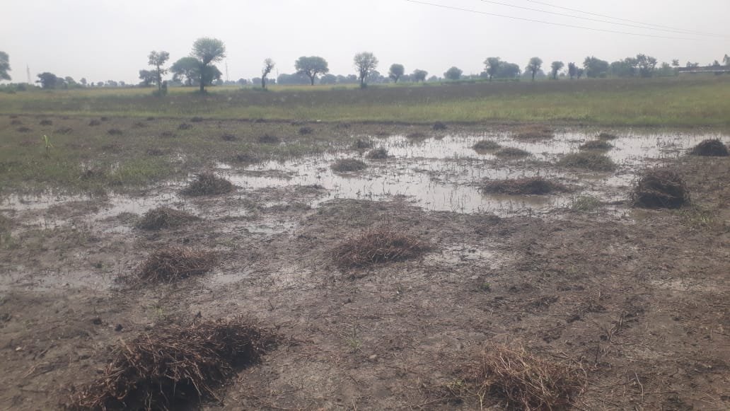 हिंदी समाचार |तलेन क्षेत्र में बारिश से...