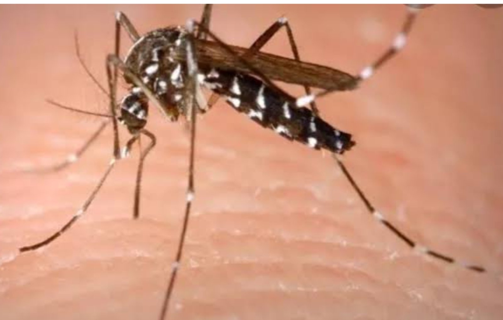 हिंदी समाचार |मच्छरों का आतंक, नए-नए रोगों का...