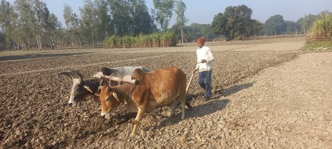 हिंदी समाचार |बैल-हल के पुराने दौर पर लौटी...