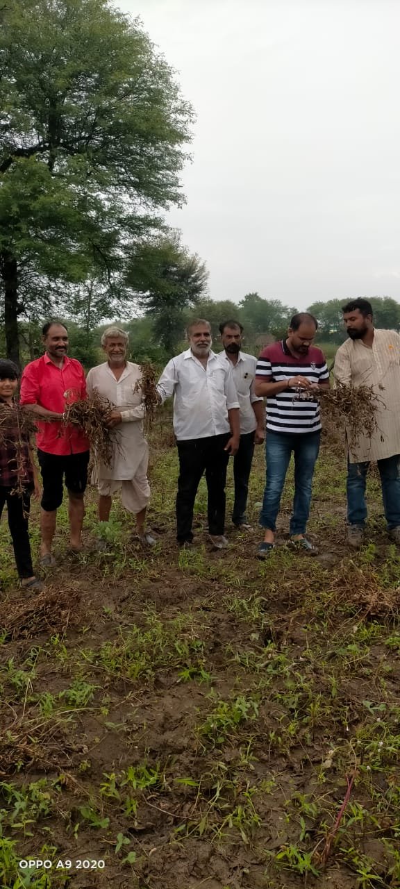 हिंदी समाचार |राजगढ़ जिले में फसल नुकसानी...