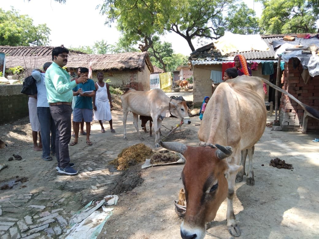 हिंदी समाचार |गाॕठदार त्वचा रोग से...