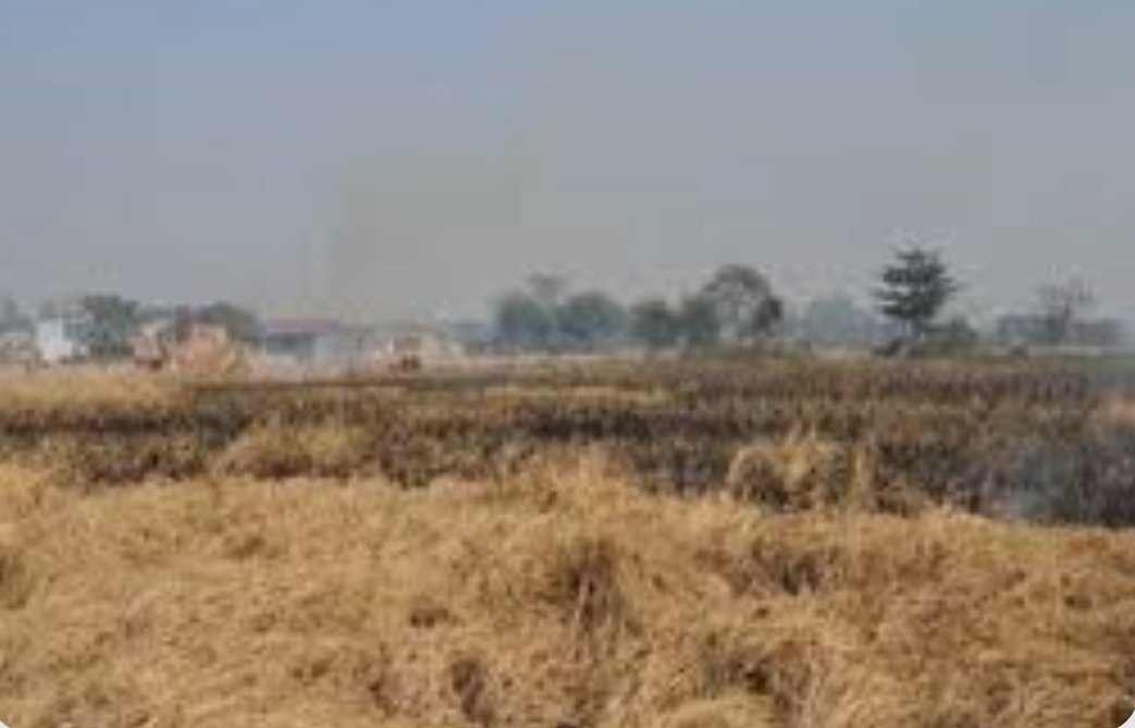 हिंदी समाचार |खरिहान में रखा डेढ़ एकड़ का...