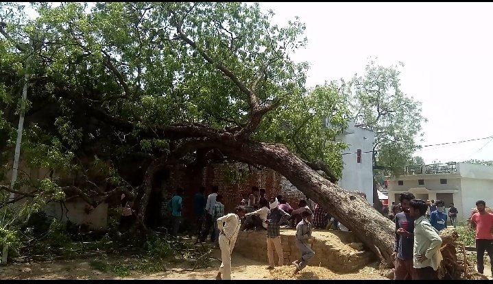 हिंदी समाचार |आंधी और तूफान से गिरा पेड़ तीन...