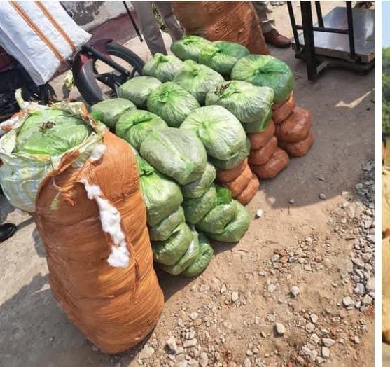 हिंदी समाचार |156 किलो गांजा बरामद