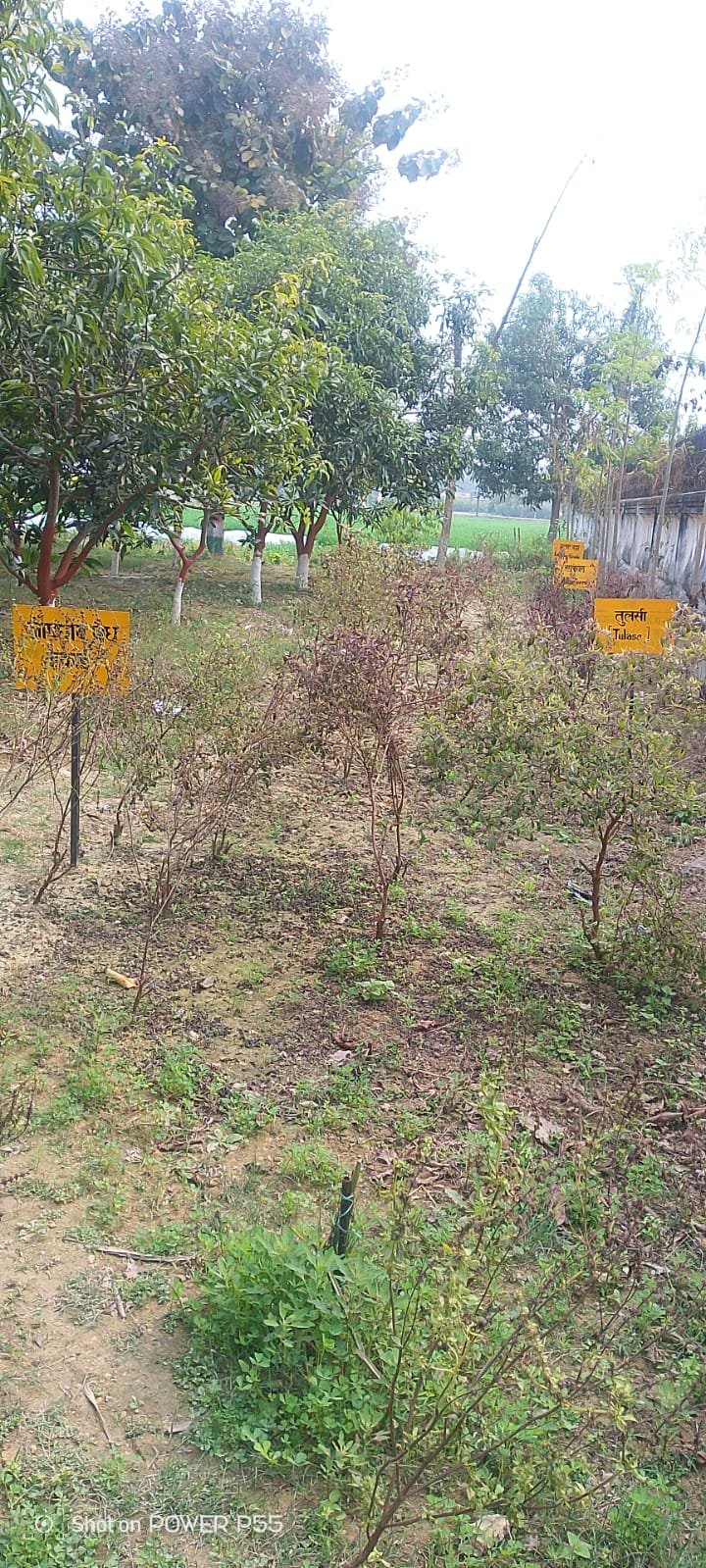 हिंदी समाचार |कृषि विज्ञान केंद्र कोटवा के...