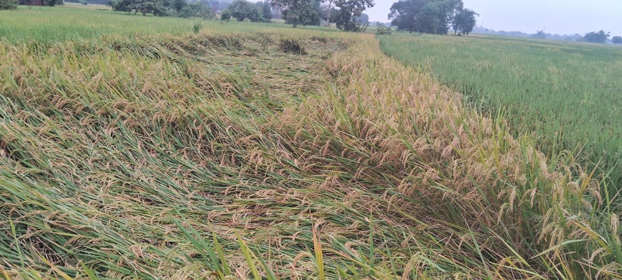 हिंदी समाचार |बेमौसम बारिश से धान व सब्जी के...