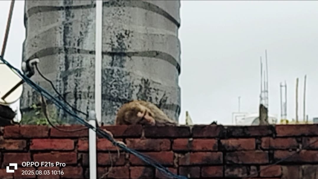 हिंदी समाचार |घायल बंदर का रेस्क्यू करने...