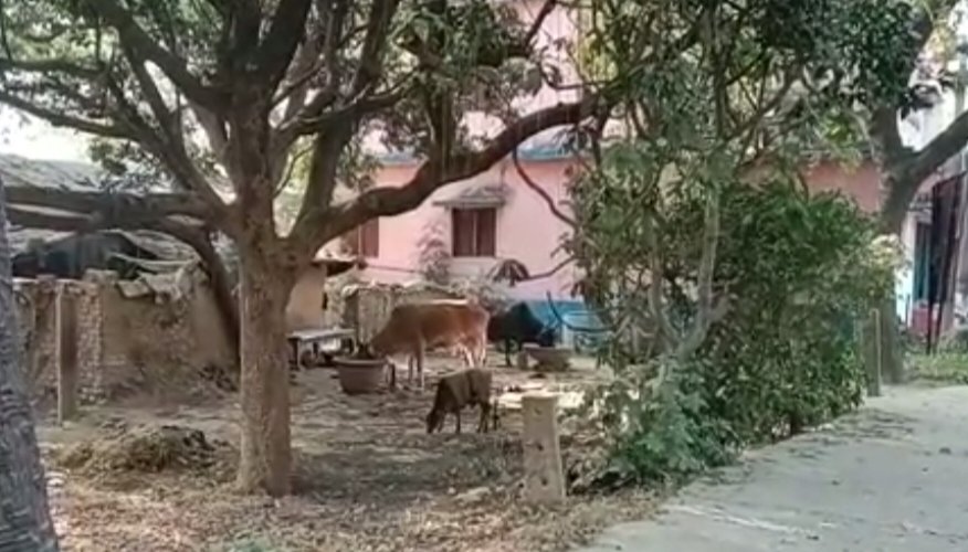 हिंदी समाचार |दुध व मीट खाने के लोभ में...