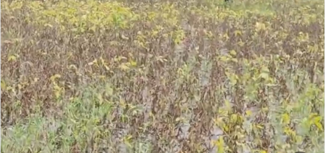 हिंदी समाचार |राजगढ़ जिले के किसान फसल...