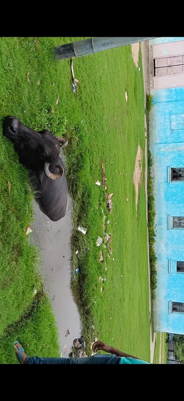 हिंदी समाचार |डेहरी डालमियानगर में खुले...
