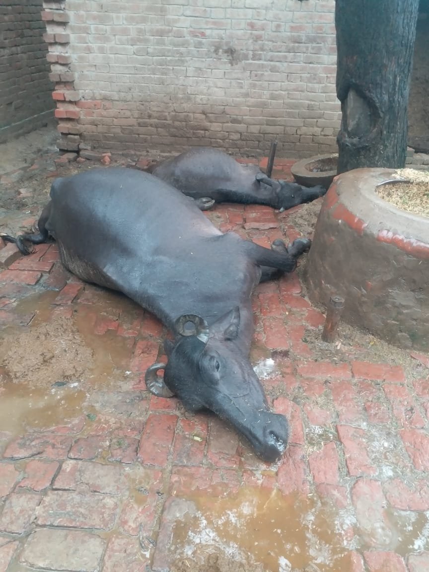 हिंदी समाचार |आकाशीय बिजली की चपेट में आने...