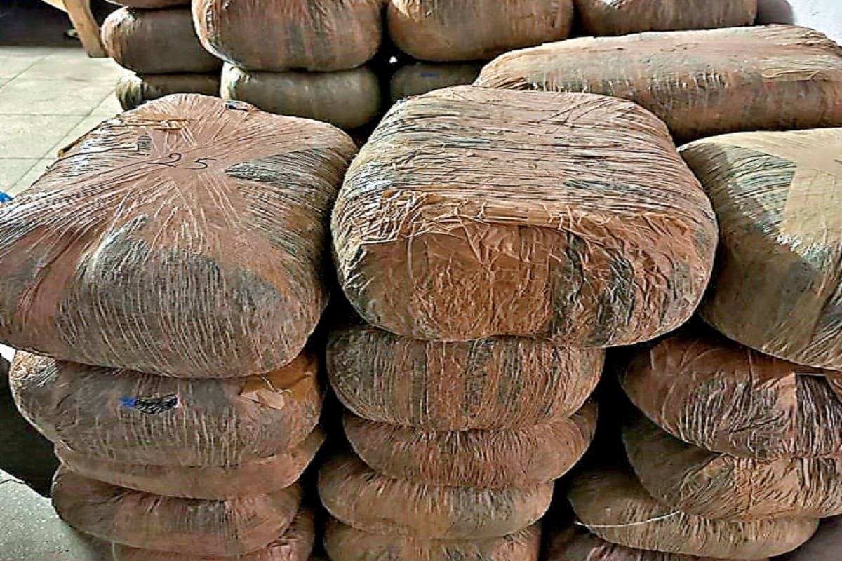 हिंदी समाचार |21 किलो गांजे के साथ दो तस्कर...