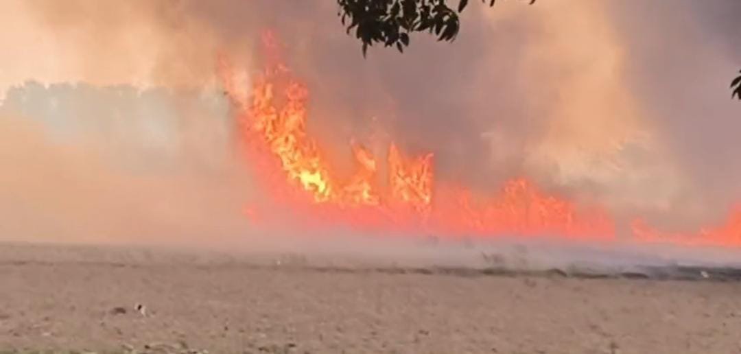 हिंदी समाचार | 50 बीघे गेंहू जला