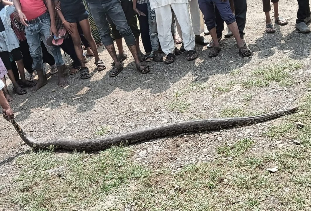 हिंदी समाचार |गांव बावली में दिखा 15 फिट का...