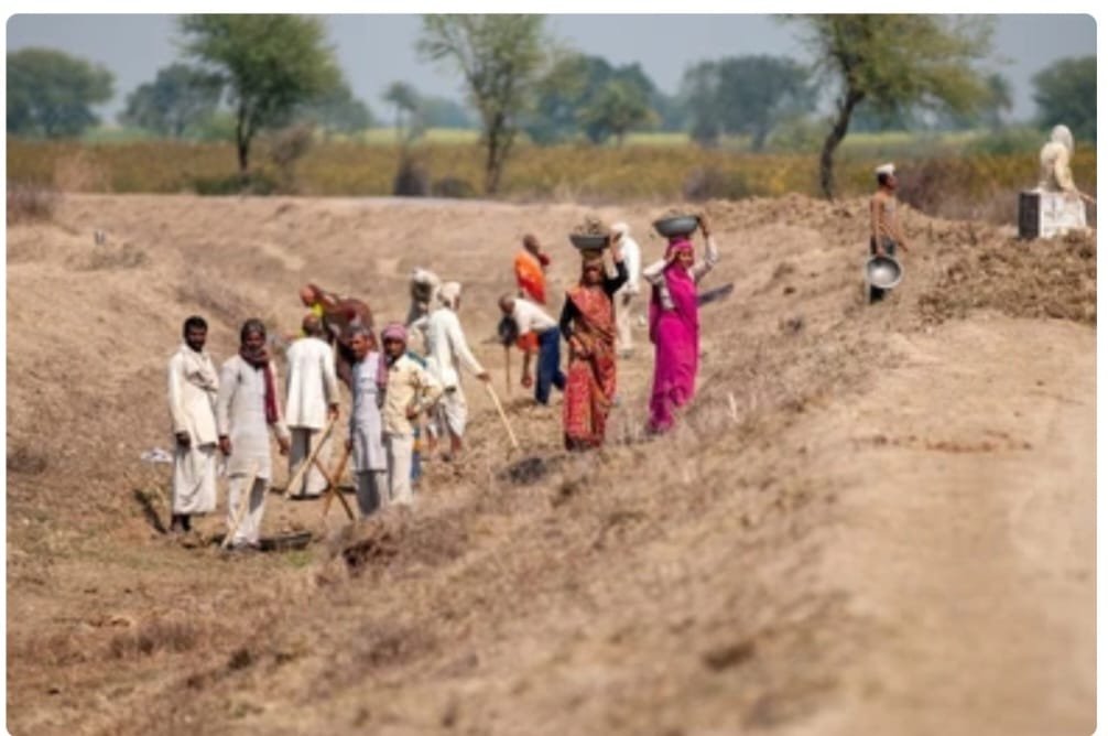 हिंदी समाचार |मनरेगा मजदूरों को नहीं मिलता...
