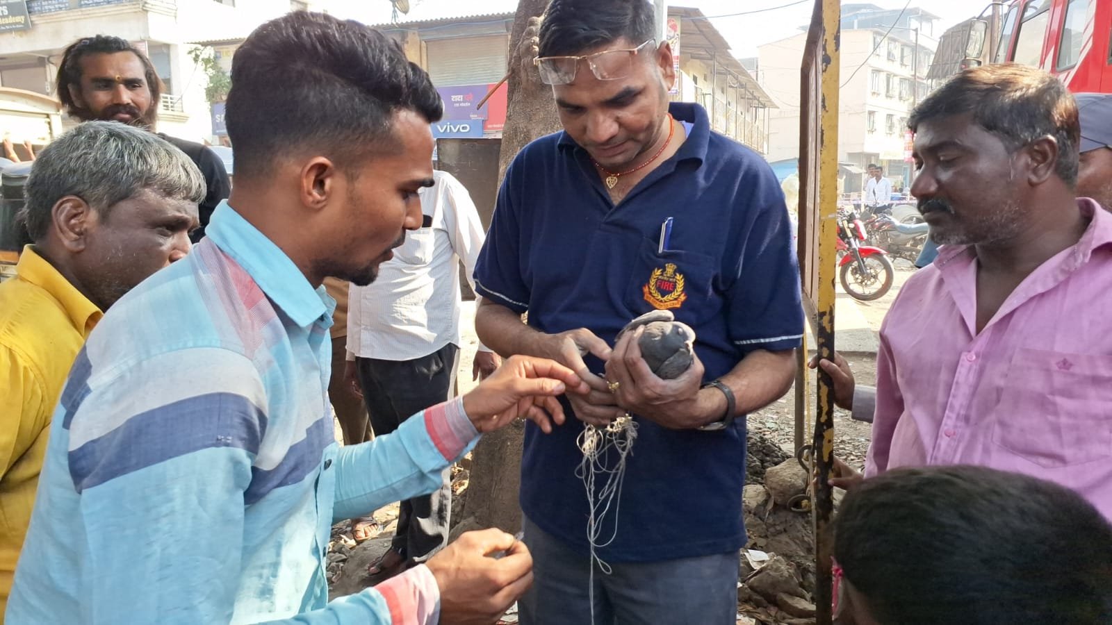 हिंदी समाचार |पतंग के मांजे में फंसे कबूतर...