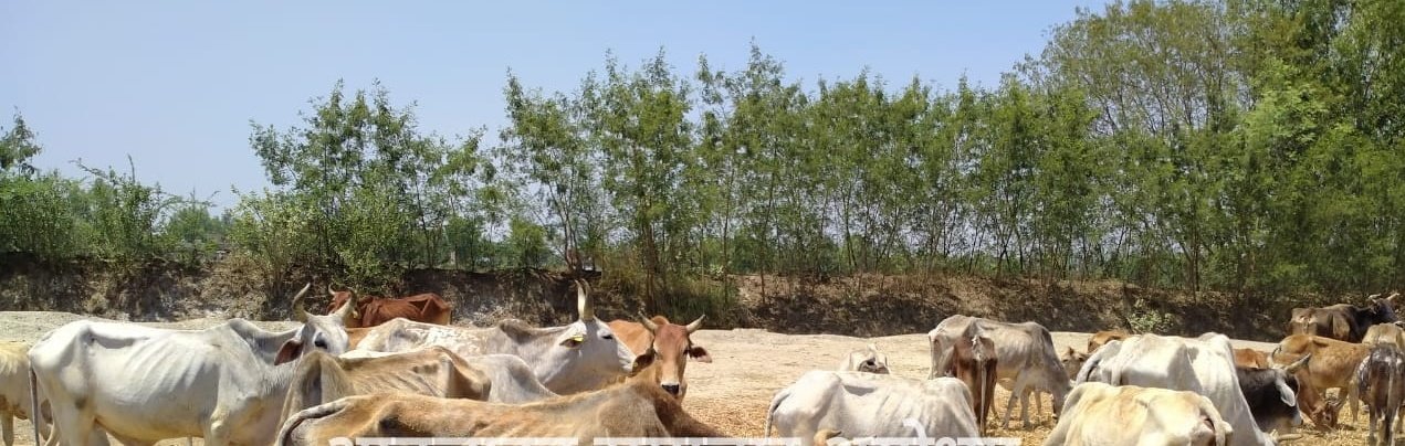 हिंदी समाचार |भूख से तड़प रहे गोवंश, गौशाला...