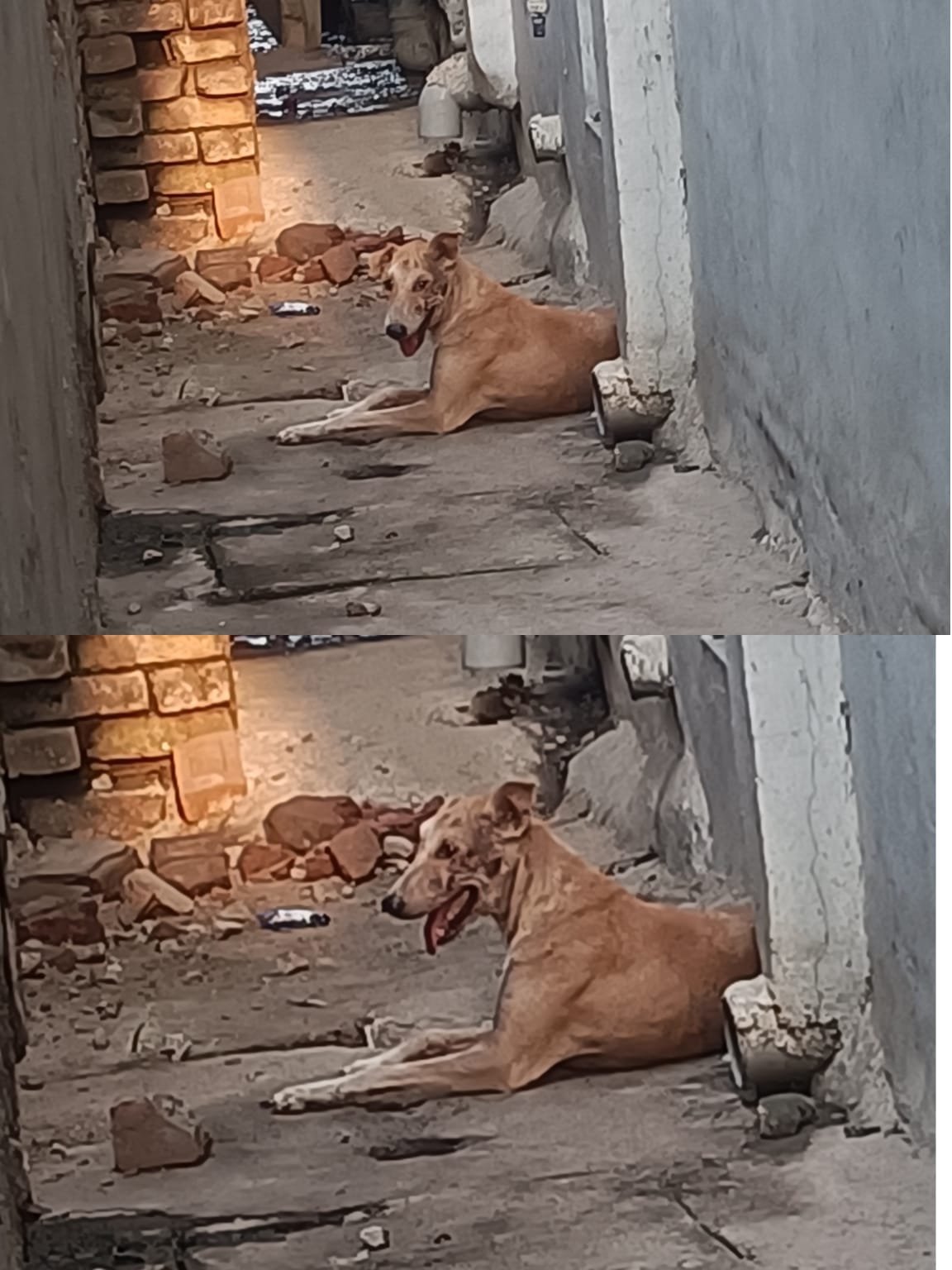 हिंदी समाचार |डेहरी वार्ड 23 में आवारा...