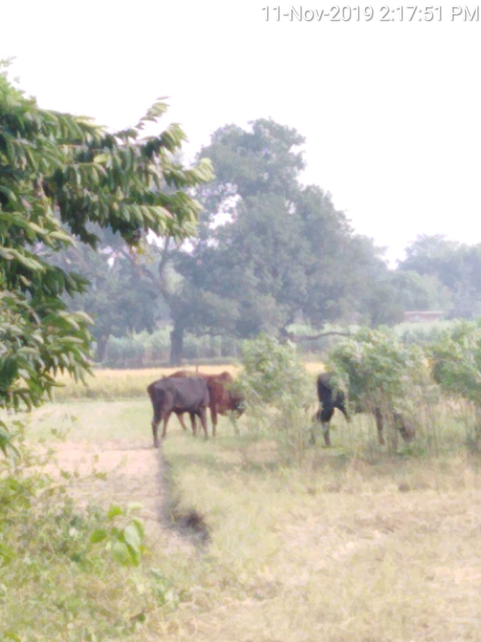 हिंदी समाचार |छुट्टा पशुओं से छुटकारा पाने...