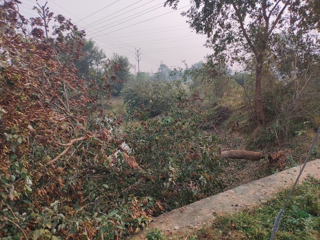 हिंदी समाचार |हरे पेड़ की अवैध कटाई कि सूचना...