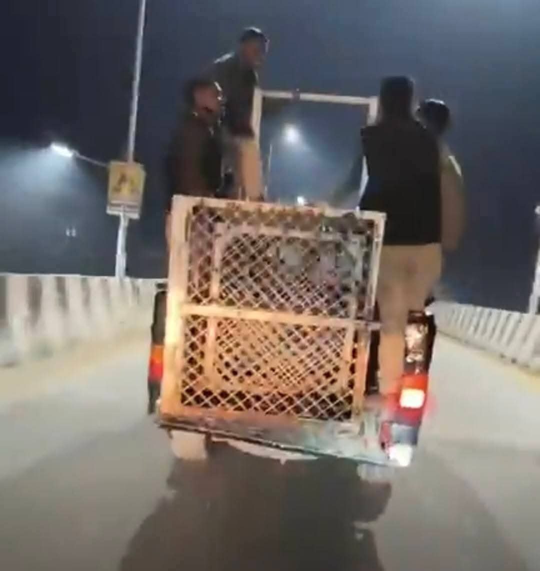 हिंदी समाचार |तेंदुआ के हमले में 11 घायल