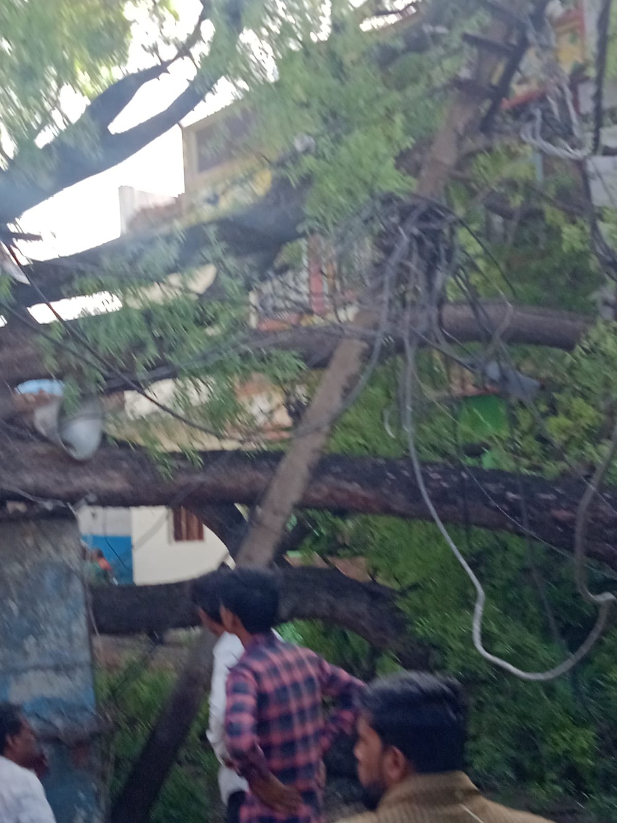 हिंदी समाचार |तेज आंधी तूफान से गिरा 100 वर्ष...