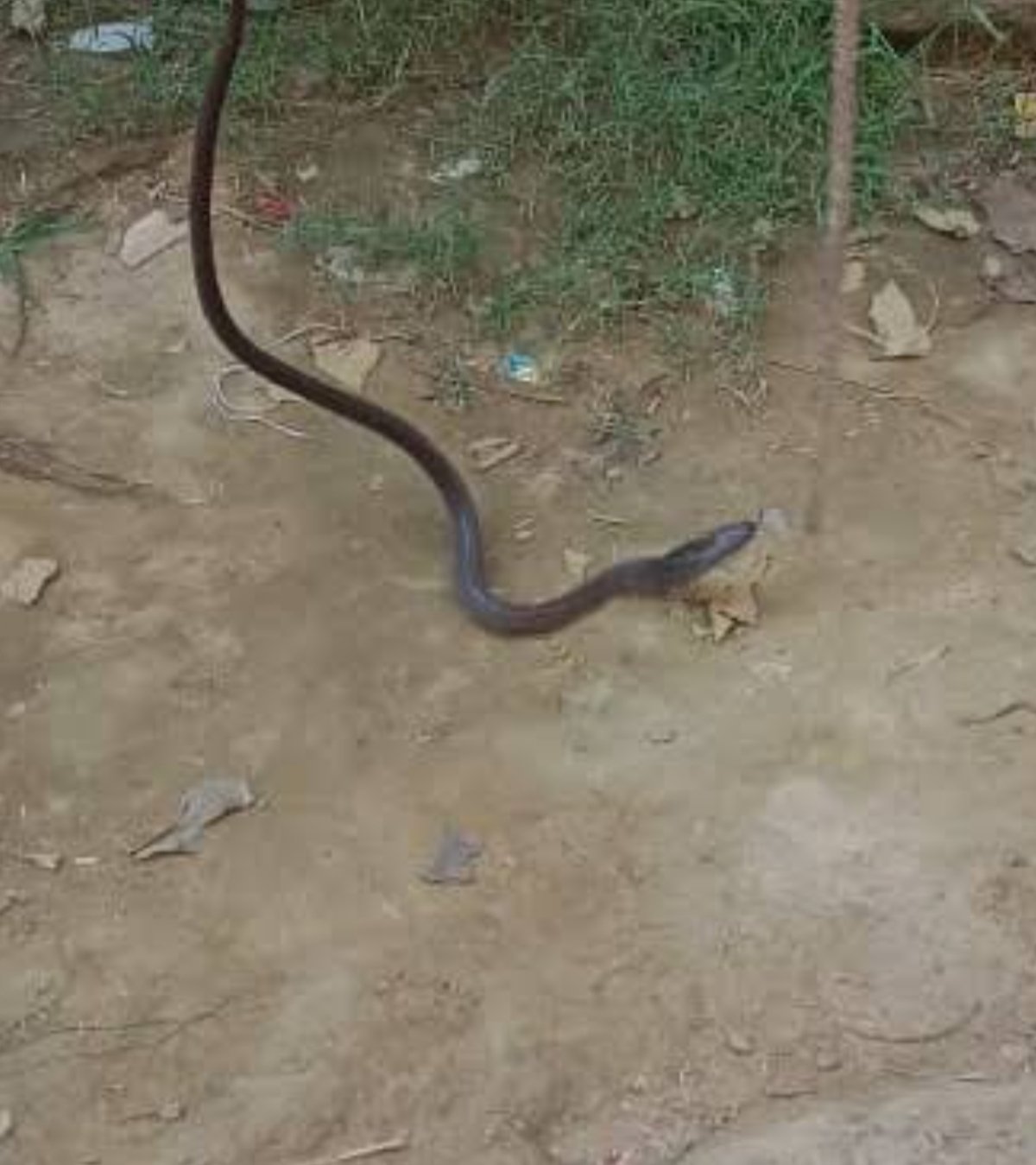 हिंदी समाचार |सर्पदंश से 30 वर्षीय महिला की...