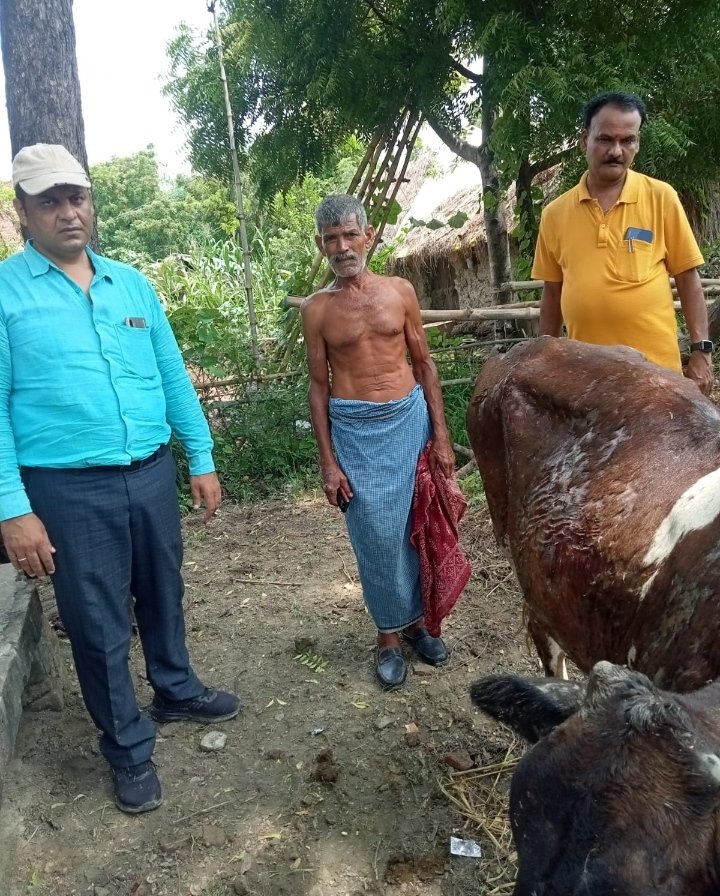 हिंदी समाचार |बेकाबु आग ने बछड़े को मौत के...