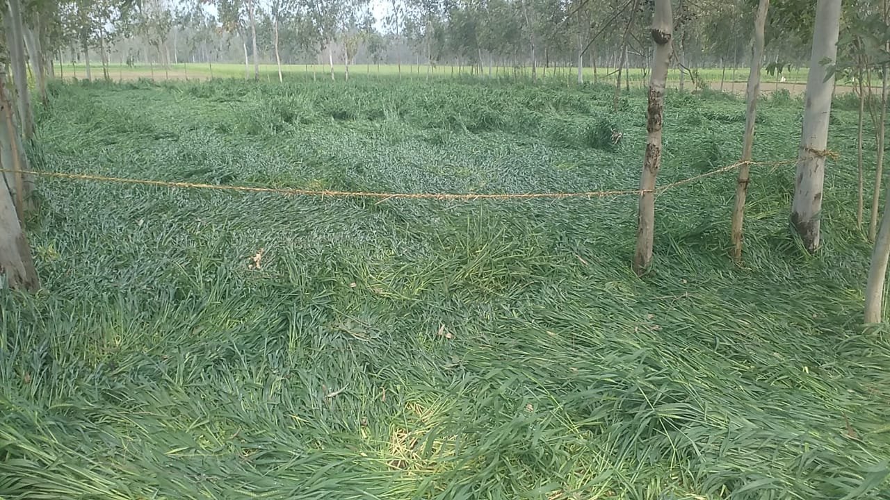 हिंदी समाचार |बारिश से गिरने लगी गेहूं की...