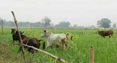 हिंदी समाचार |गौशाला से निकलकर फसल चर रहे...