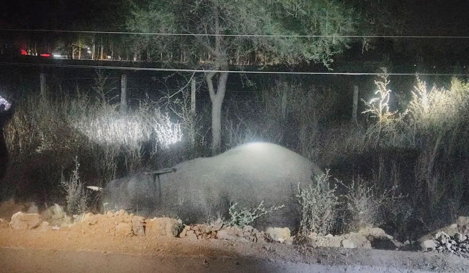 हिंदी समाचार |वन विभाग के लापरवाही से हाथी...