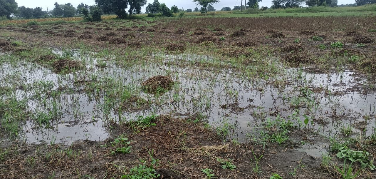 हिंदी समाचार |सोयाबीन की फसल पर कहर बनी...