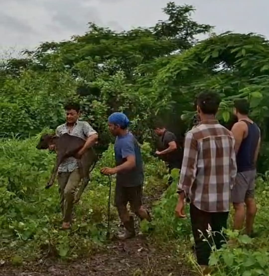 हिंदी समाचार |भिवंडी में कसाइयों के चंगुल...