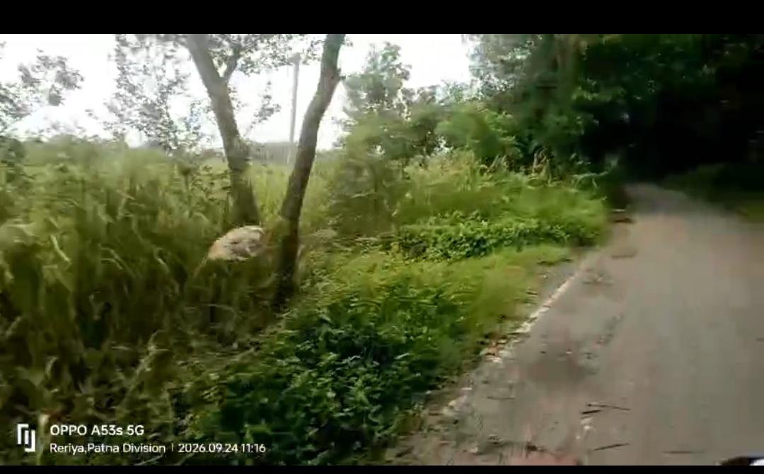 हिंदी समाचार | सड़क किनारे उगी झाड़ियां बनी...