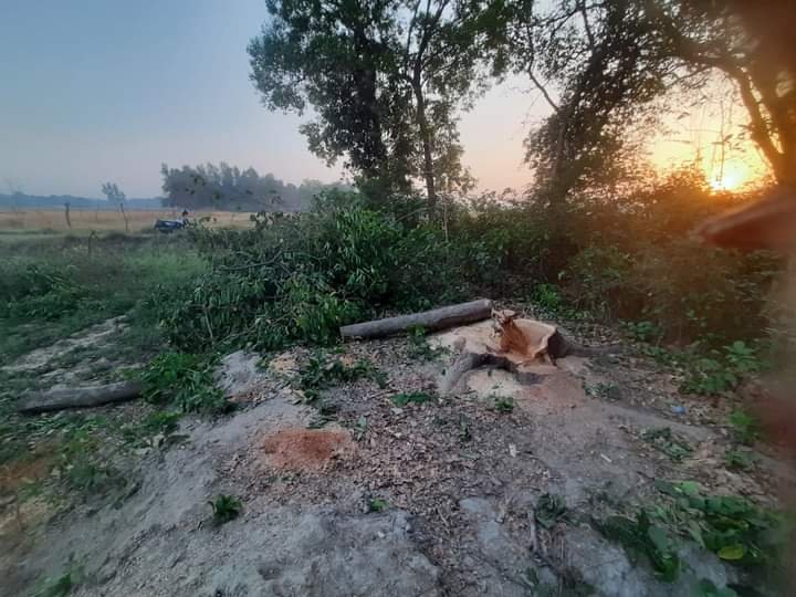 हिंदी समाचार |नहीं थम रहा हरे भरे पेड़ों की...