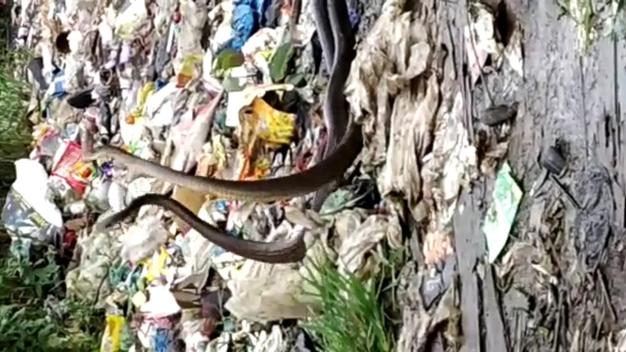 हिंदी समाचार |नांदिवली गाव के पास प्रणय में...