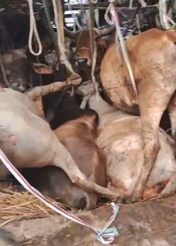 हिंदी समाचार |गो तस्करों के विरुद्ध कैमूर...
