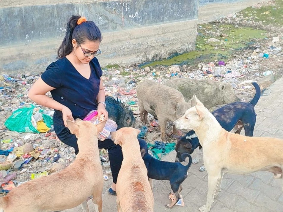 हिंदी समाचार |बेसहारा कुत्तों की सेवा के...