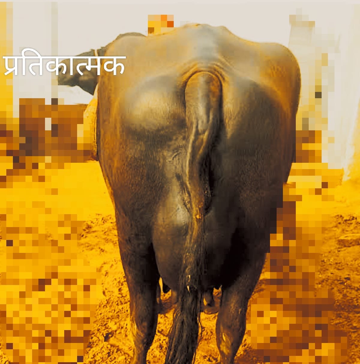 हिंदी समाचार |अज्ञात चोरों ने किसान की एक...