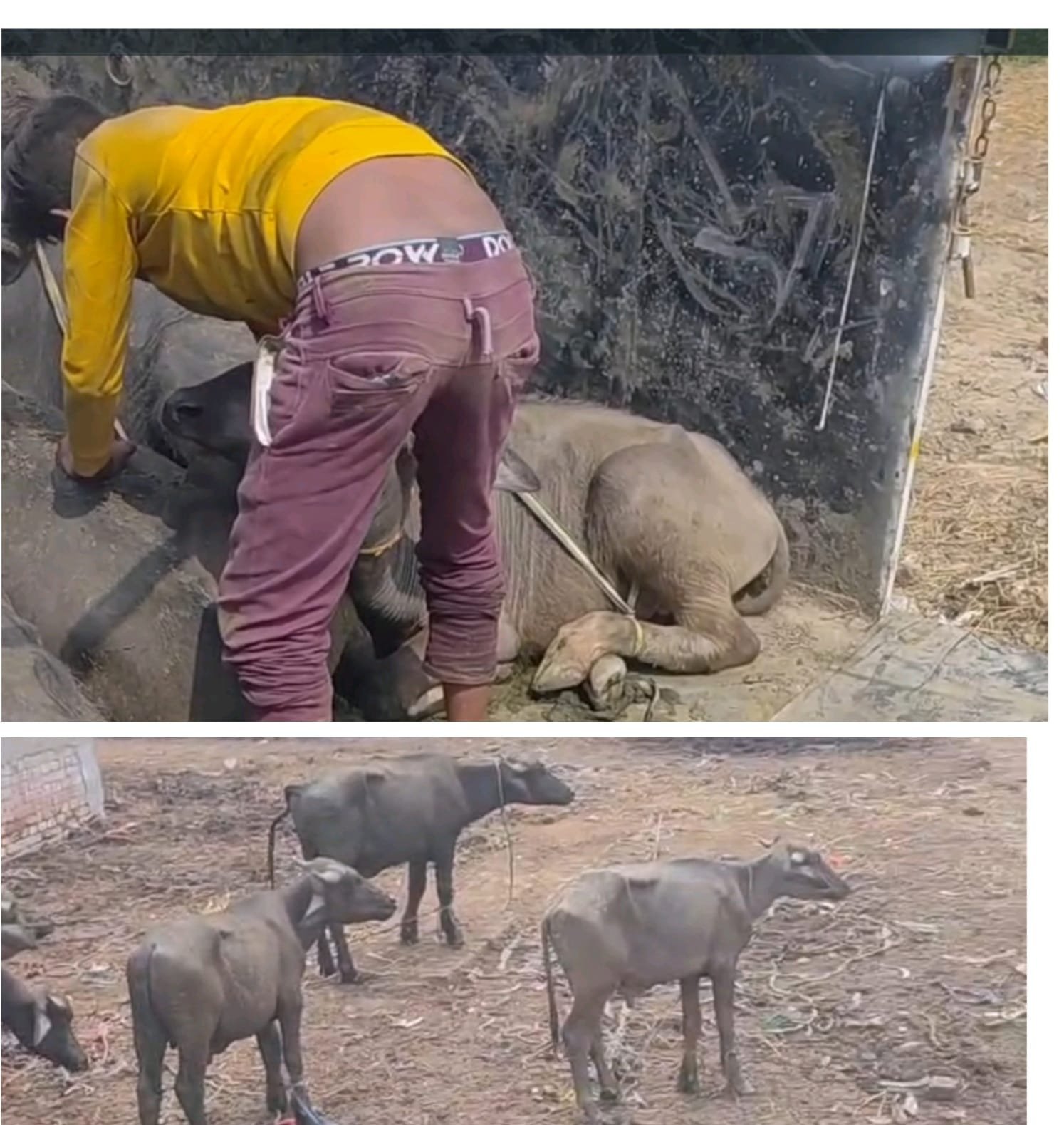 हिंदी समाचार | चैनपुर पुलिस ने 15 पशु के साथ...