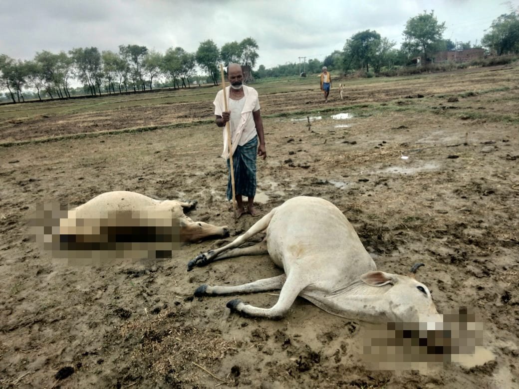 हिंदी समाचार |आकाशीय बिजली गिरने से दो गाय...