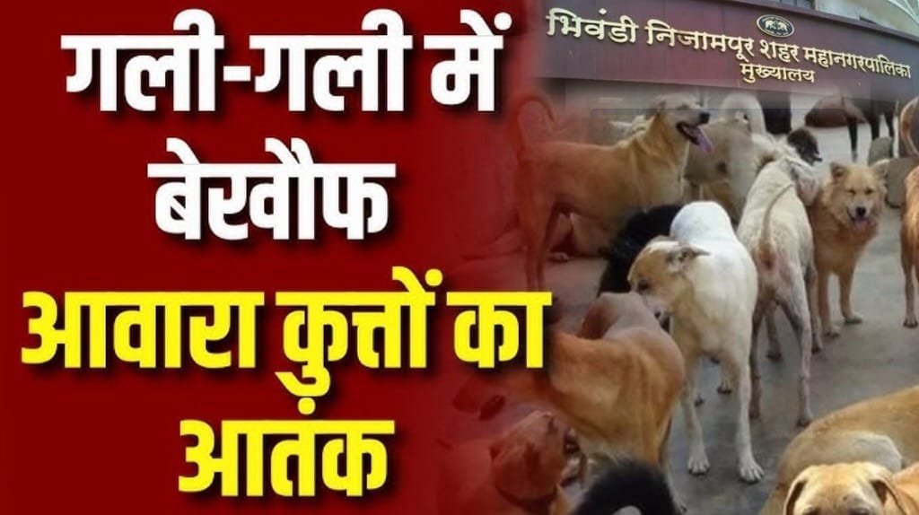 हिंदी समाचार |भिवंडी शहर में आवारा स्वानों...