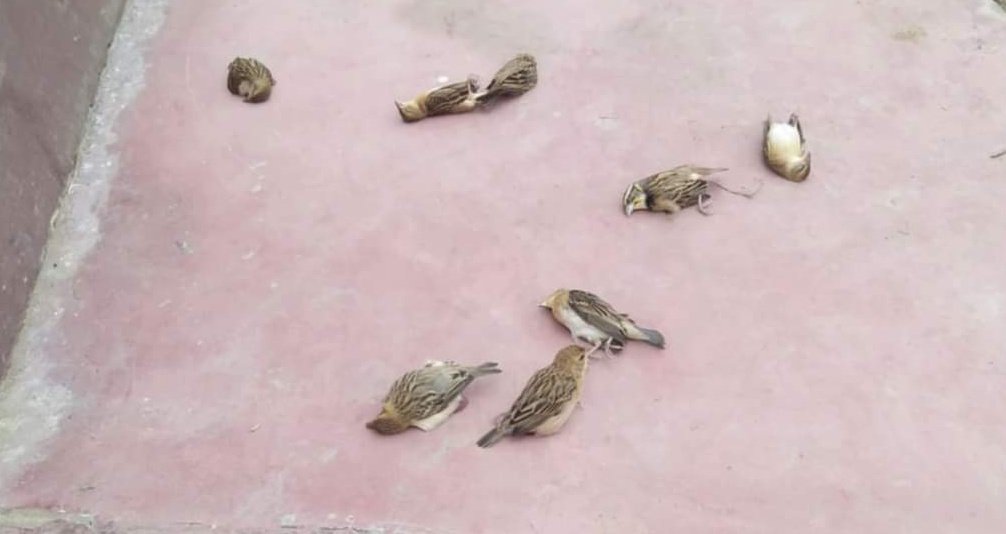 हिंदी समाचार |एक दर्जन से अधिक गौरैया...