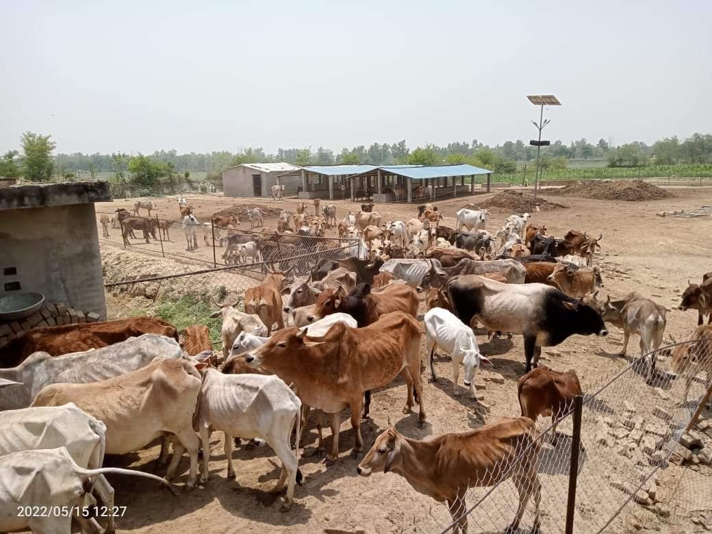 हिंदी समाचार |गौशालाओं में भूख प्यास से...