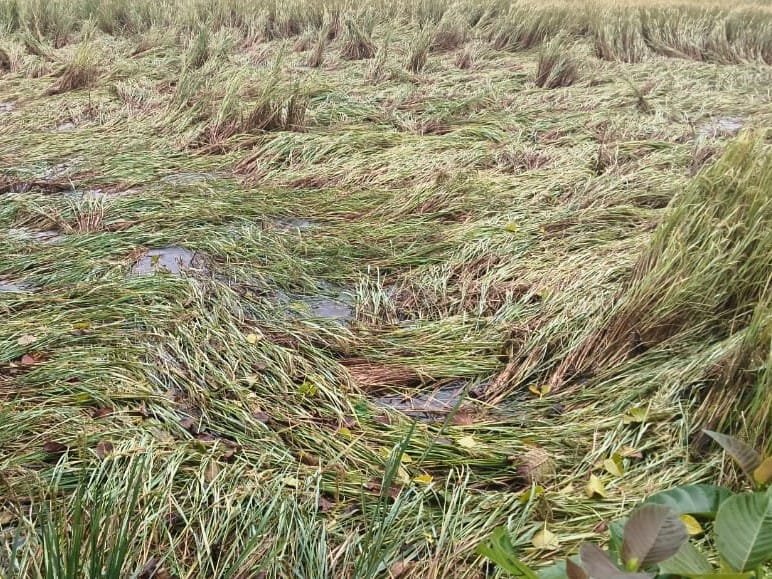 हिंदी समाचार |भिवंडी में किसानों की फसलें...