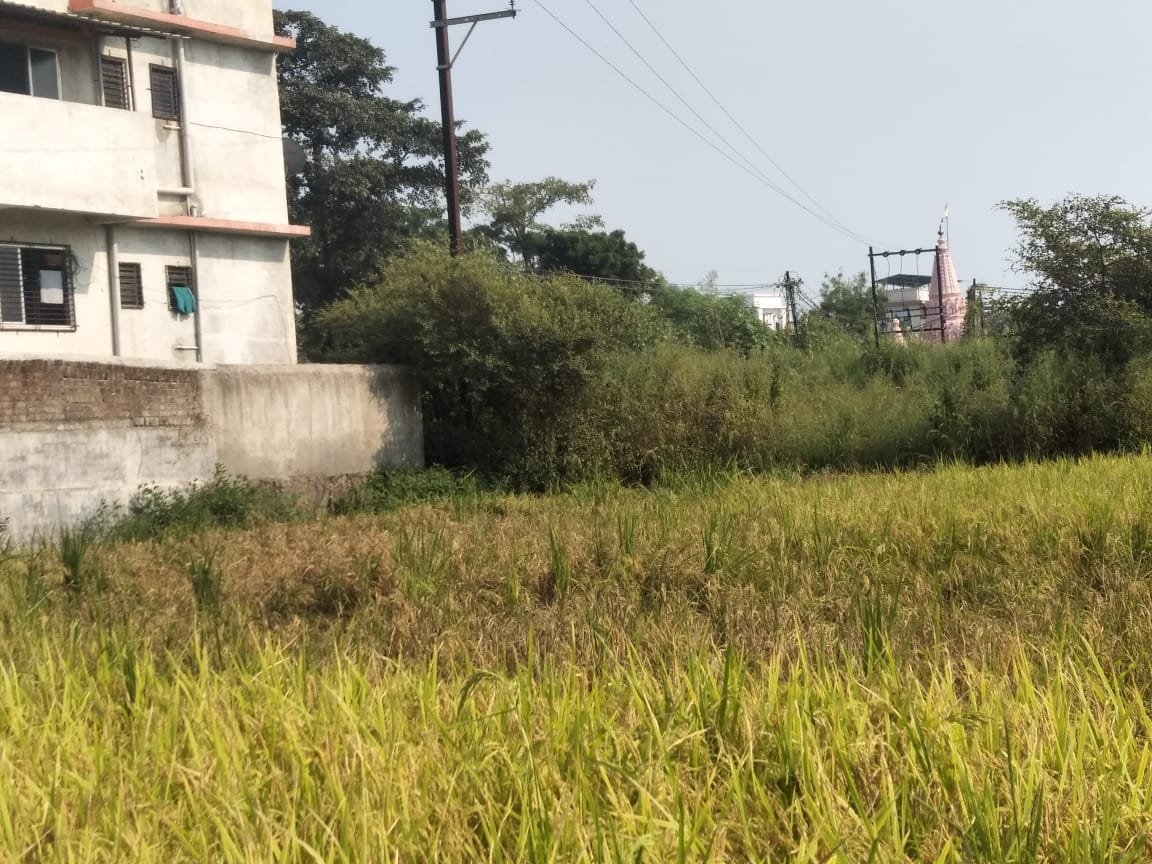 हिंदी समाचार |बरसात कम होने के कारण किसान...
